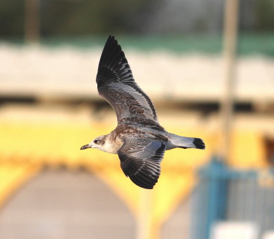 diterranean Gull (Larus melanocephalus)