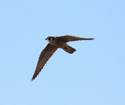 Peregrine Falcon (Falco peregrinus).jpg