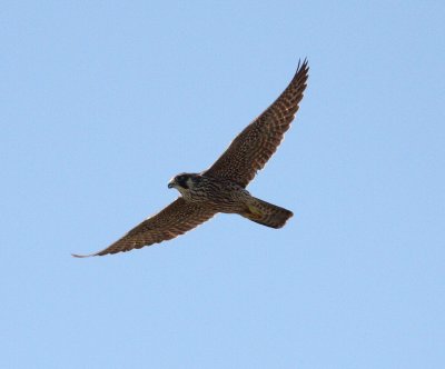Peregrine Falcon 2 (Falco peregrinus).jpg