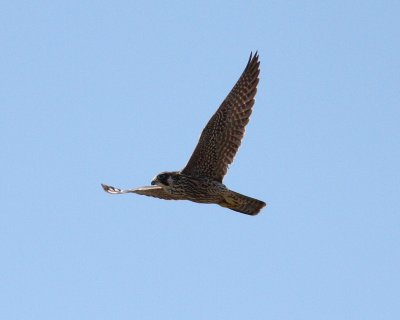 Peregrine Falcon 3 (Falco peregrinus).jpg