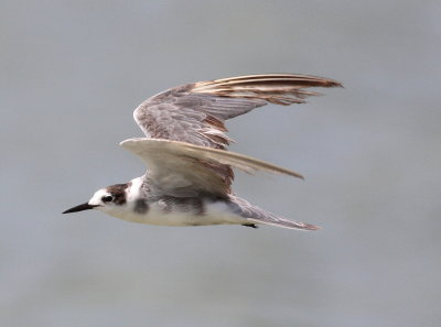 Black Tern (Childonias niger)