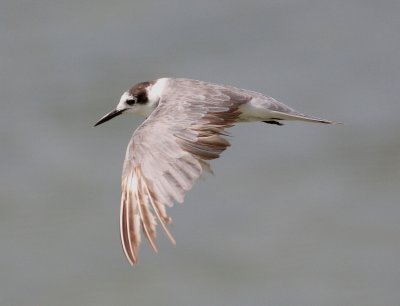 Black Tern (Childonias niger)