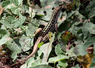 Italian wall Lizard (Podarcis sicula).jpg
