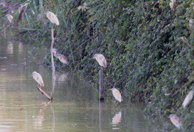 Squacco Heron (Ardeola ralloides)