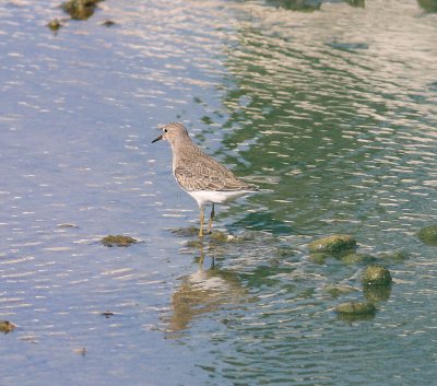 Temminck's Stint (Calidris temminckii).jpg