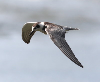Black Tern (Childonias niger)