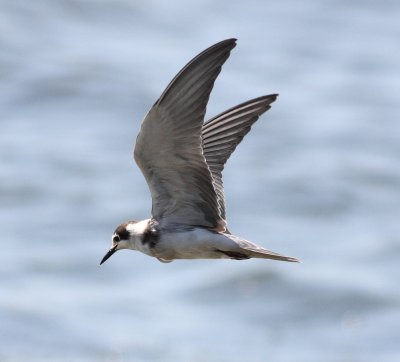 Black Tern (Childonias niger)