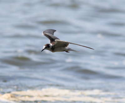 Black Tern (Childonias niger)