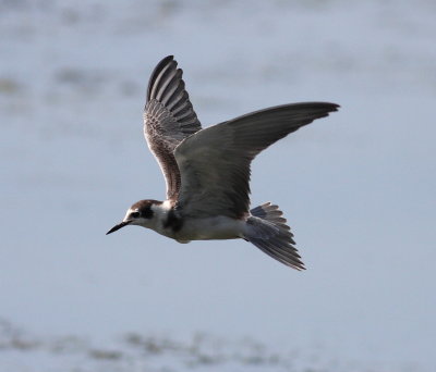 Black Tern (Childonias niger)