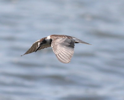 Black Tern (Childonias niger)