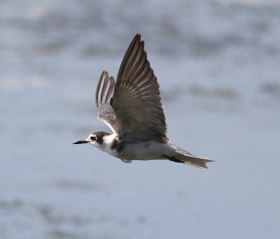 Black Tern (Childonias niger)