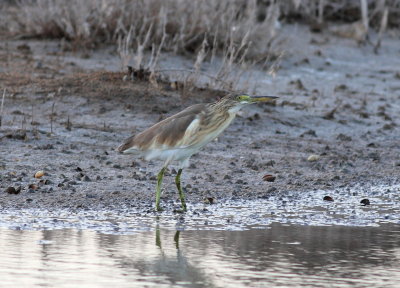 Squacco Heron Ardeola ralloides.jpg