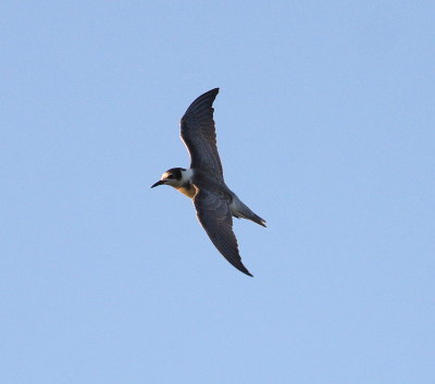 Black Tern (Childonias niger)