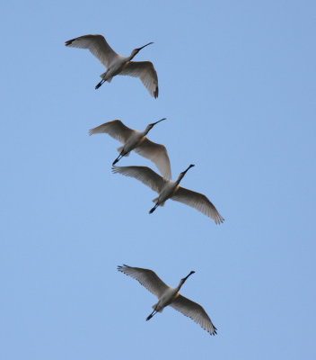 Spoonbill (Platalea leucorodia)