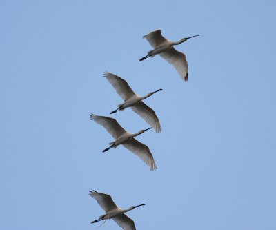 Spoonbill (Platalea leucorodia)