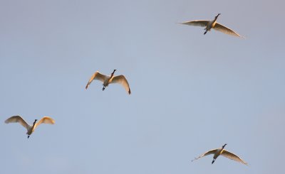 Spoonbill  (Platalea leucorodia)