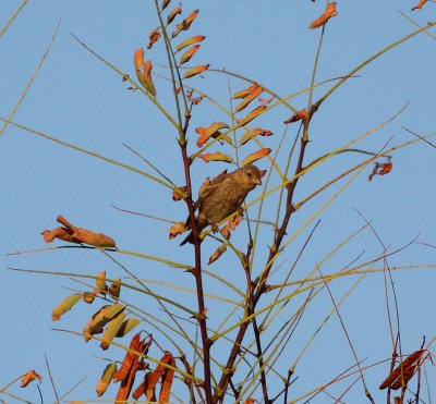 common_rosefinch