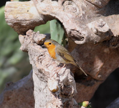 Robin (Erithacus rubecula)