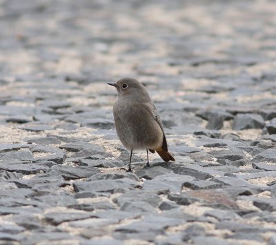 Black Redtstart (Phoenicurus ochruros)