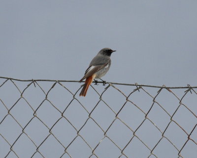 Black Redtstart 2 (Phoenicurus ochruros)