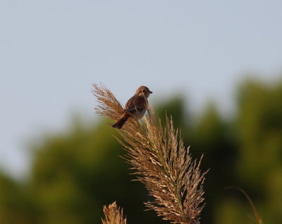 Red-backed Shrike (Lanius collurio)