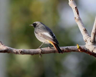 Black Redstart (Phoenicurus ochruros)