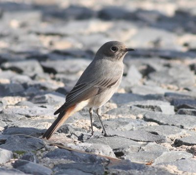 Black Redstart (Phoenicurus ochruros)