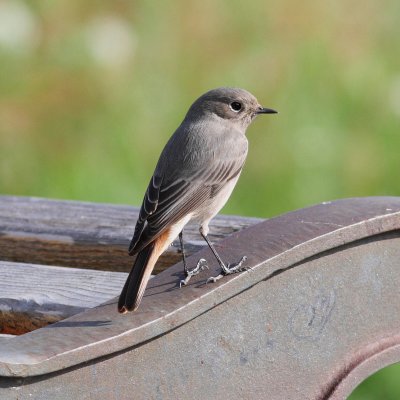 Black Redstart (Phoenicurus ochruros)