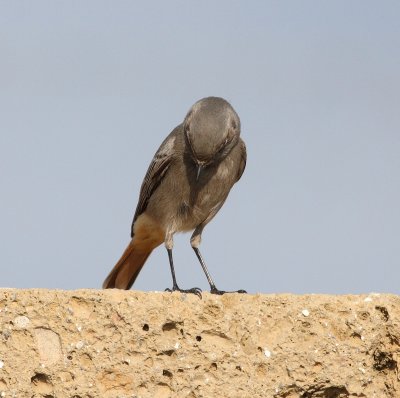 Black Redstart (Phoenicurus ochruros)