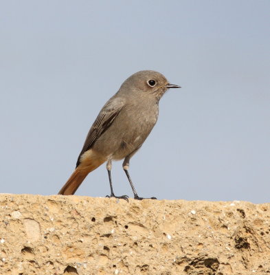 Black Redstart (Phoenicurus ochruros)