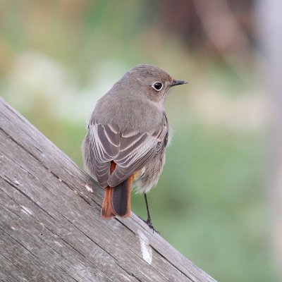 Black Redstart (Phoenicurus ochruros)