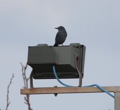 Blue Rock Thrush (Montacila solitarius)