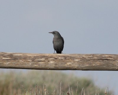 Blue Rock Thrush (Montacila solitarius)