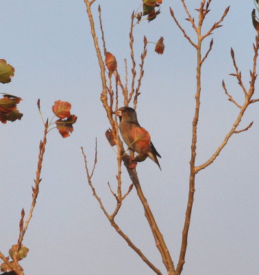 Hawfinch (Coccothraustes coccothraustes)