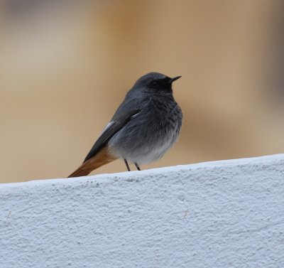 Black Redstart (Phoenicurus ochruros)