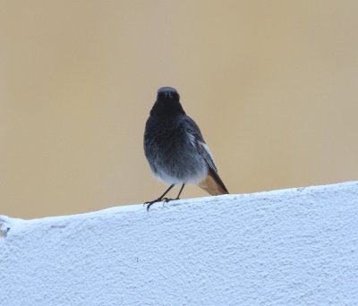 Black Redstart (Phoenicurus ochruros)