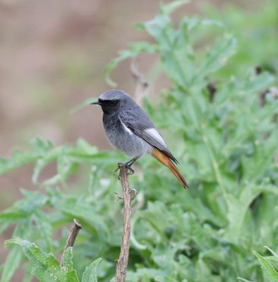 Black Redstart (Phoenicurus ochruros)