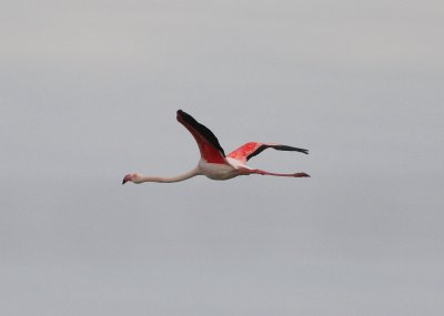 phoenicopteridae