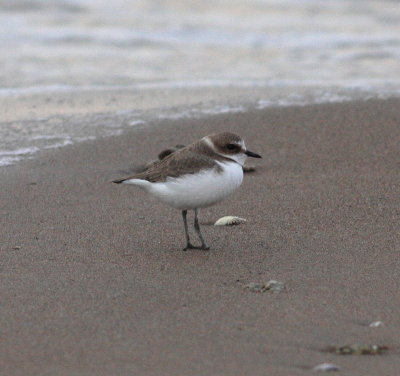 Kentish Plover (Charadrius alexandrinus)