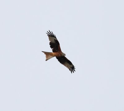 Red Kite  (Milvus milvus)