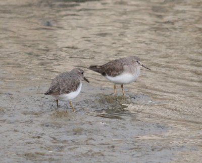 Temminck's Stint  (Calidris temminckii)