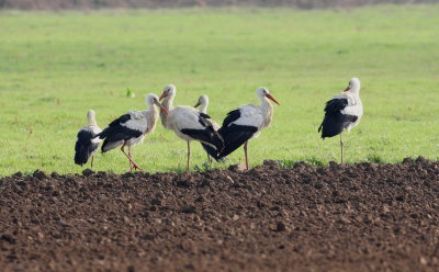 White Stork  (Ciconia ciconia)