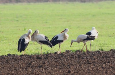 White Stork  (Ciconia ciconia)