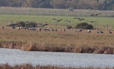 Crane  (Grus grus)