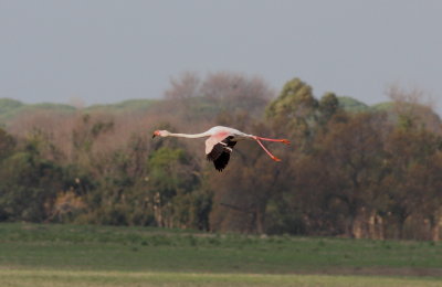 Flamingo (Phoenicopterus roseus)
