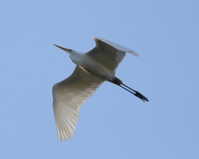 Great Egret (Casmerodius albus)