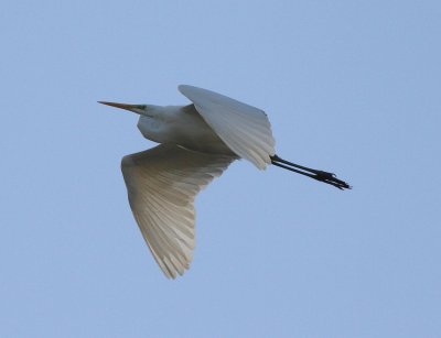 Great Egret (Casmerodius albus)