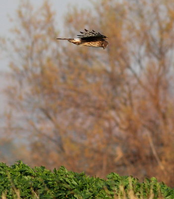 Hen Harrier (Circus cyaneus)