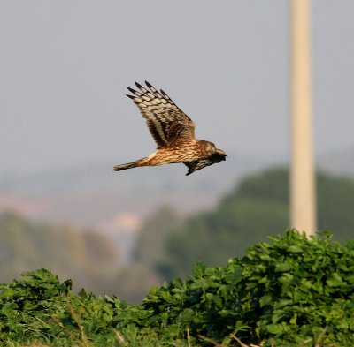Hen Harrier  (Circus cyaneus)