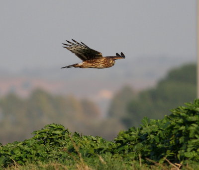 Hen Harrier  (Circus cyaneus)